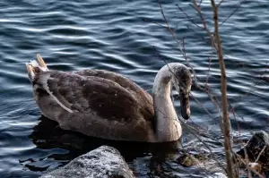 Schody Na Zahradě Ve Svahu